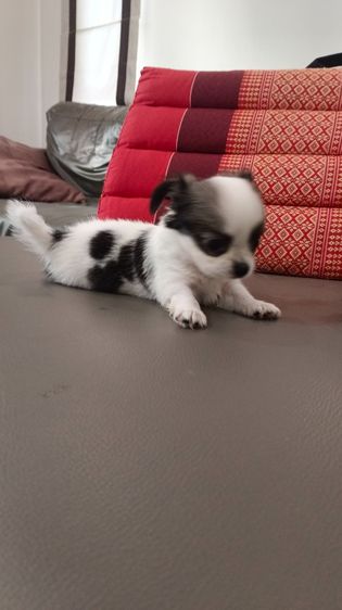 แท้ชิวาวา สีขาวดำ รูปที่ 3