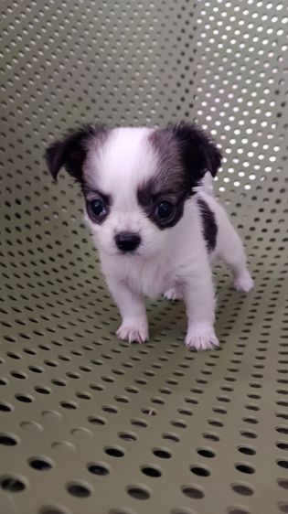ชิวาวา (Chihuahua) เล็ก แท้ชิวาวา สีขาวดำ