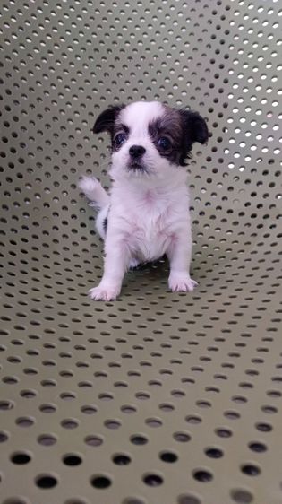 แท้ชิวาวา สีขาวดำ รูปที่ 9