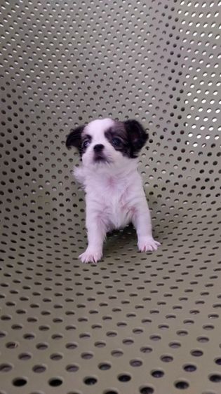 แท้ชิวาวา สีขาวดำ รูปที่ 5