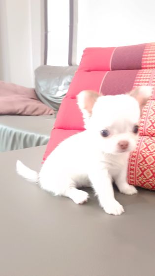 ชิแท้ สีขาวดำ รูปที่ 7