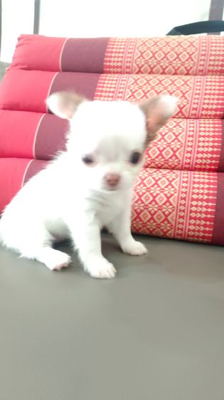 ชิวาวา (Chihuahua) เล็ก ชิแท้ สีขาวดำ