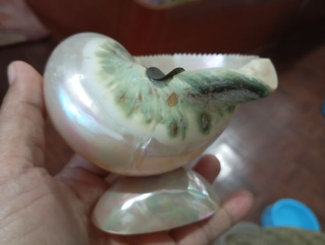 ที่เขี่ยบุหรี่หอยมุกพังงา