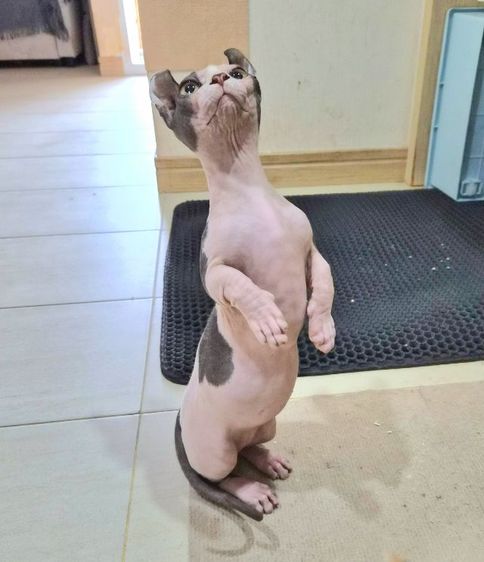 สฟิงซ์ (Sphynx) สฟิงซ์ ดเวล์ฟ 