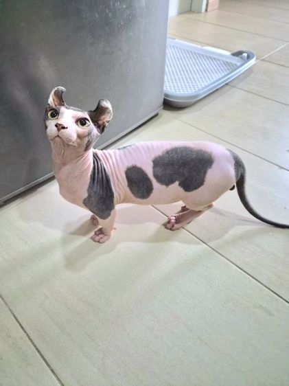 สฟิงซ์ ดเวล์ฟ  รูปที่ 5