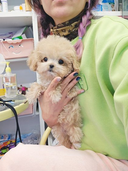 A Maltipoo was born when a mother Maltese and a father Poodle met. รูปที่ 2