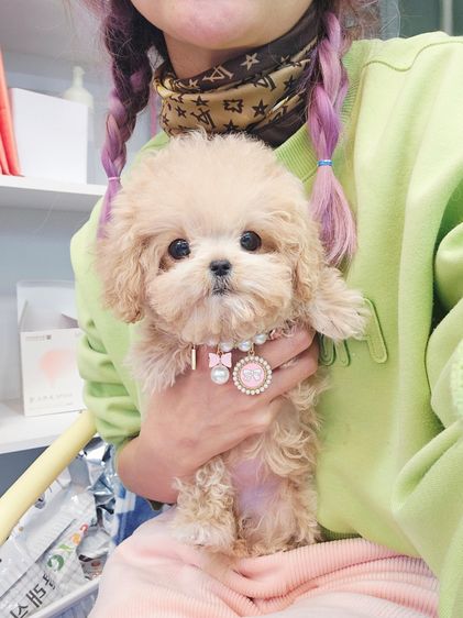 อื่นๆ เล็ก A Maltipoo was born when a mother Maltese and a father Poodle met.