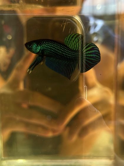 ปลากัดป่า รูปที่ 13