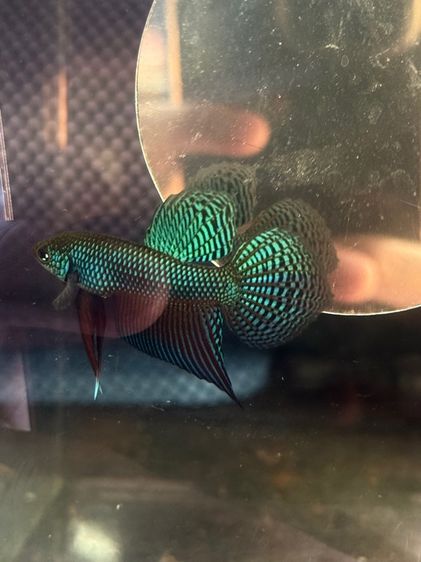 ปลากัดป่า รูปที่ 16