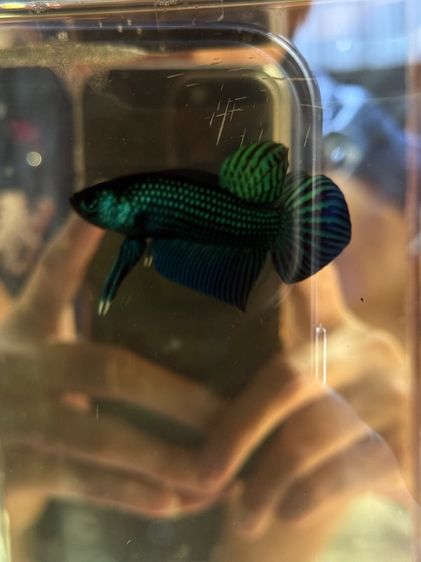 ปลากัดป่า รูปที่ 12