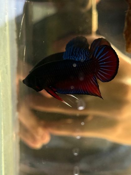 ปลากัดป่า รูปที่ 2