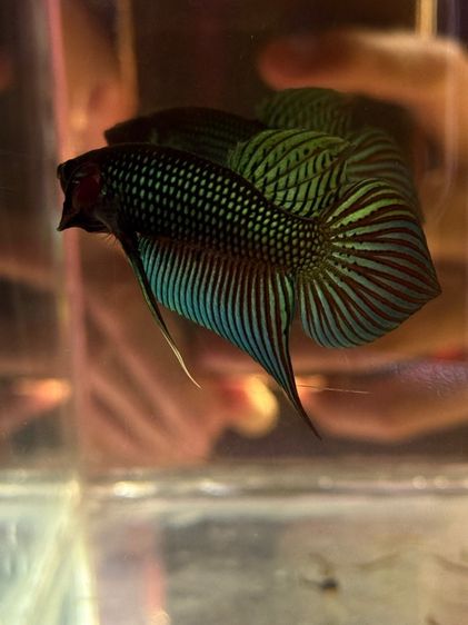 ปลากัดป่า รูปที่ 6