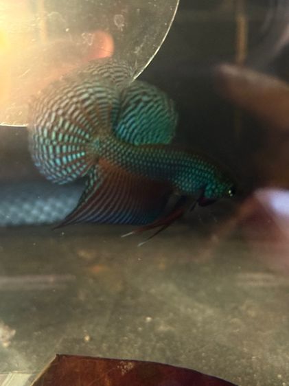 ปลากัดป่า รูปที่ 15