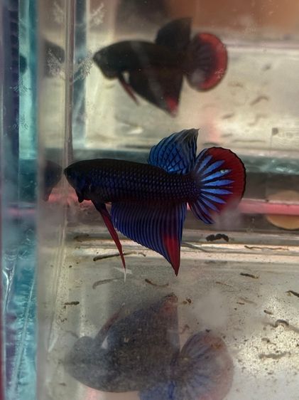 ปลากัดป่า รูปที่ 9