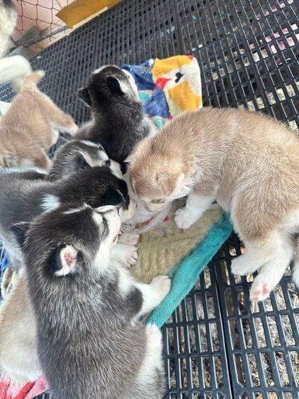 ลูกสุนัขไซบีเลี่ยน รูปที่ 6