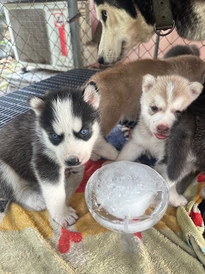 ลูกสุนัขไซบีเลี่ยน รูปที่ 10