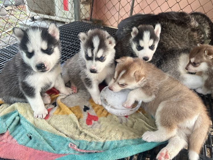 ลูกสุนัขไซบีเลี่ยน รูปที่ 2