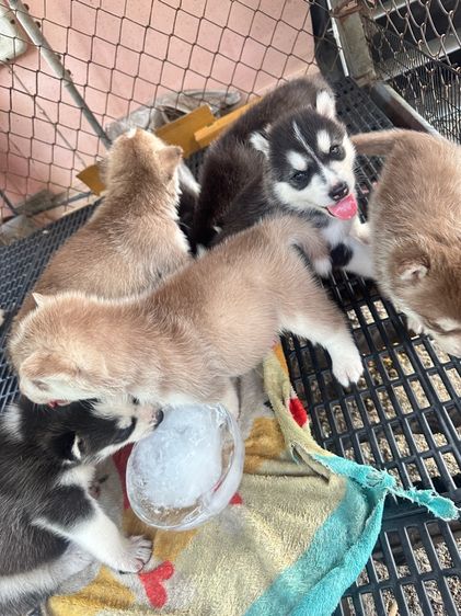 ลูกสุนัขไซบีเลี่ยน รูปที่ 9