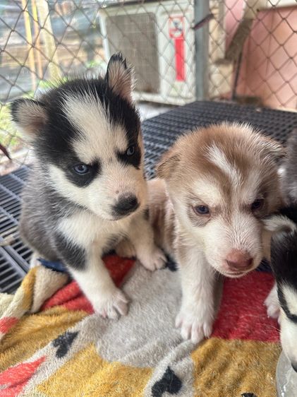 ลูกสุนัขไซบีเลี่ยน รูปที่ 12