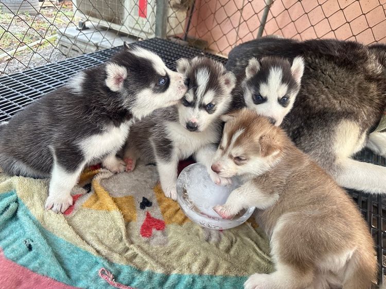 ลูกสุนัขไซบีเลี่ยน รูปที่ 4