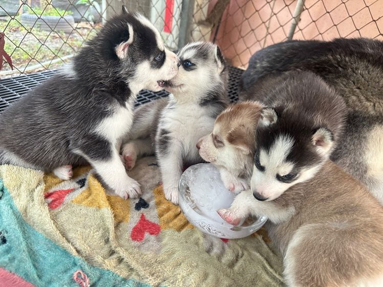 ลูกสุนัขไซบีเลี่ยน รูปที่ 3