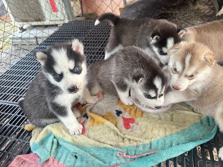 ลูกสุนัขไซบีเลี่ยน รูปที่ 5