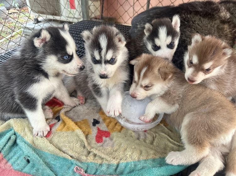 ลูกสุนัขไซบีเลี่ยน