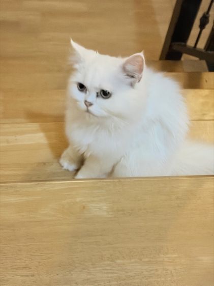 ขายน้องแมวเปอร์เซียสีขาว รูปที่ 3