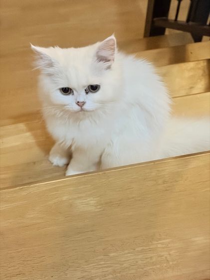 เปอร์เซีย (Persian) ขายน้องแมวเปอร์เซียสีขาว