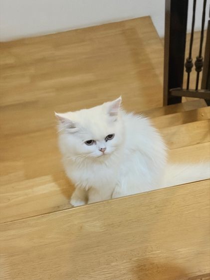 ขายน้องแมวเปอร์เซียสีขาว รูปที่ 4