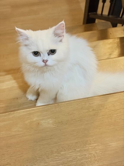 ขายน้องแมวเปอร์เซียสีขาว รูปที่ 2