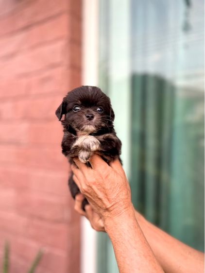 ขายชิวาวา รูปที่ 2