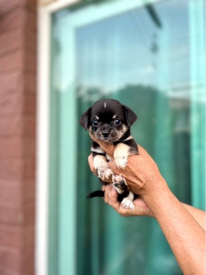 ขายชิวาวา รูปที่ 5