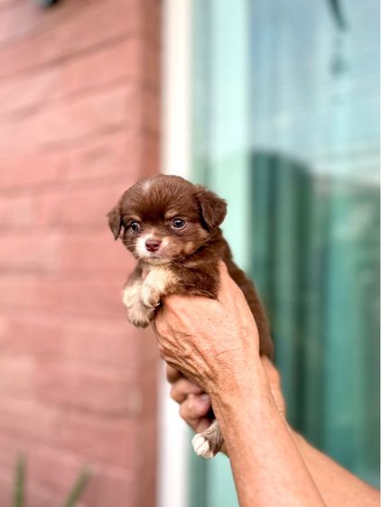 ชิวาวา (Chihuahua) เล็ก ขายชิวาวา