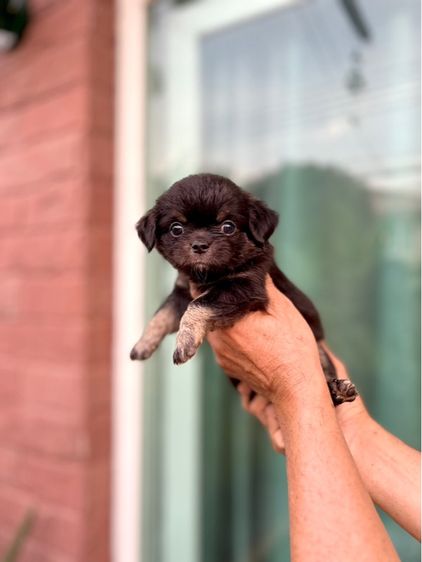 ขายชิวาวา รูปที่ 3