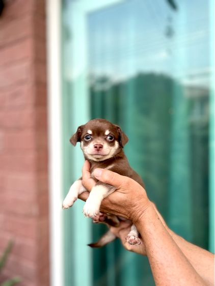 ขายชิวาวา รูปที่ 4