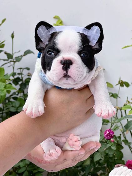 เฟรนบลูด็อก ลายวัว ชาย รูปที่ 4