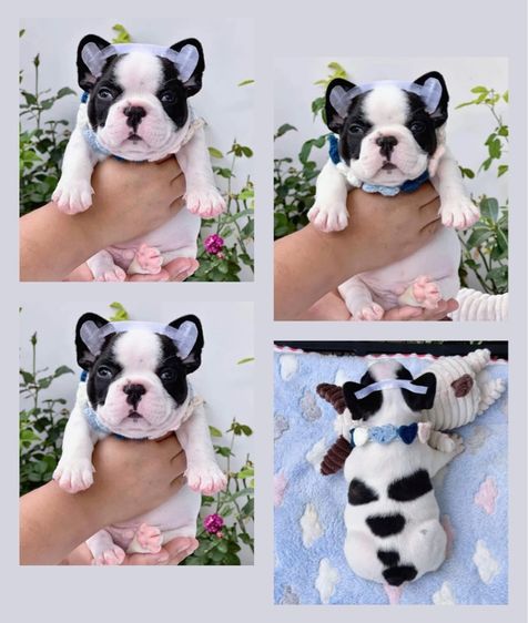เฟรนช์ บูลด็อก (French Bulldog) เล็ก เฟรนบลูด็อก ลายวัว ชาย