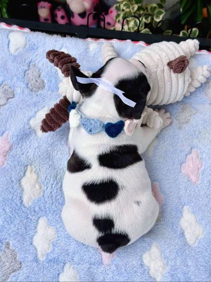 เฟรนบลูด็อก ลายวัว ชาย รูปที่ 7