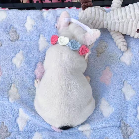 เฟรนบลูด็อก ลายวัว ชาย รูปที่ 11