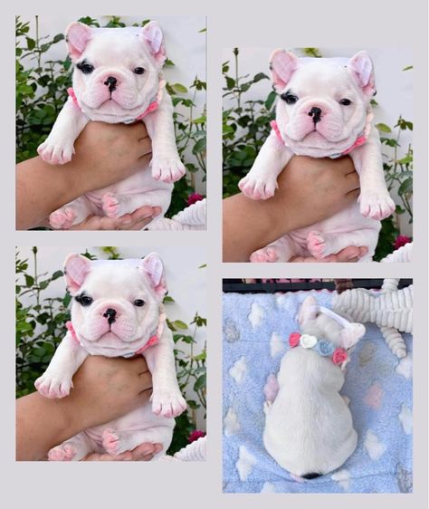 เฟรนบลูด็อก ลายวัว ชาย