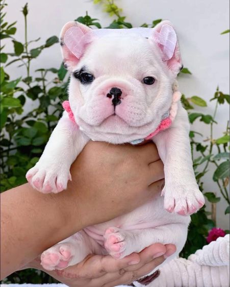 เฟรนบลูด็อก ลายวัว ชาย รูปที่ 7