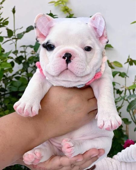 เฟรนบลูด็อก ลายวัว ชาย รูปที่ 8