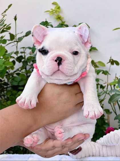 เฟรนบลูด็อก ลายวัว ชาย รูปที่ 6