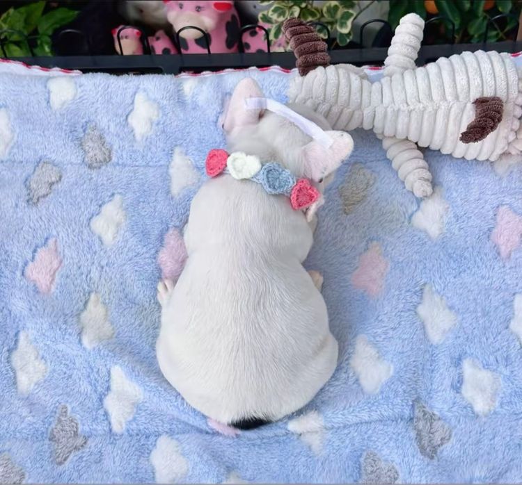 เฟรนบลูด็อก ลายวัว ชาย รูปที่ 10