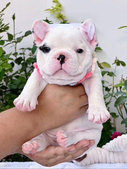 เฟรนบลูด็อก ลายวัว ชาย รูปที่ 3