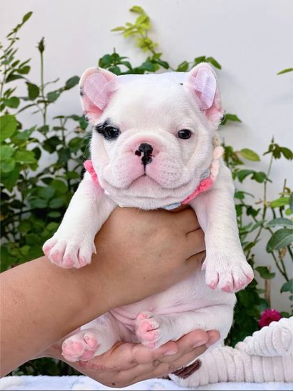 เฟรนบลูด็อก ลายวัว ชาย รูปที่ 4