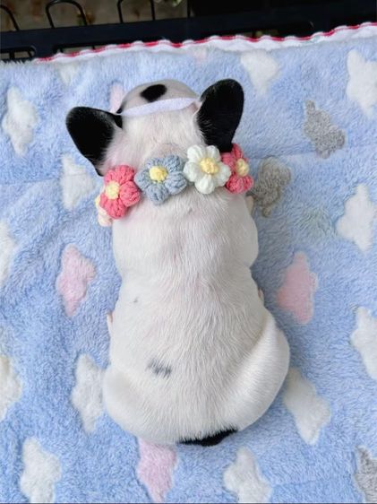 เฟรนบลูด็อก ลายวัว ชาย รูปที่ 13