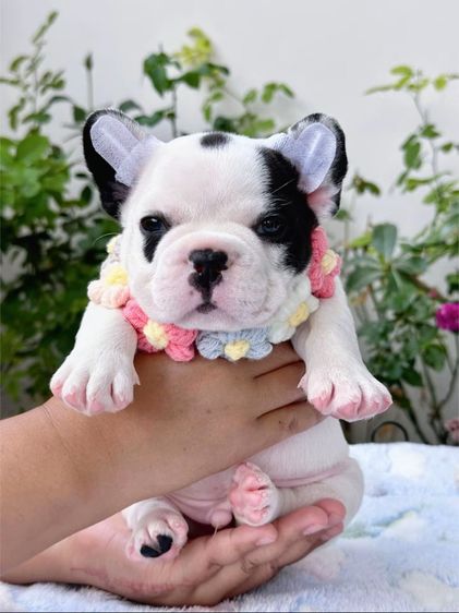 เฟรนบลูด็อก ลายวัว ชาย รูปที่ 5