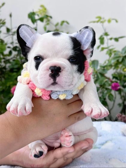 เฟรนบลูด็อก ลายวัว ชาย รูปที่ 3